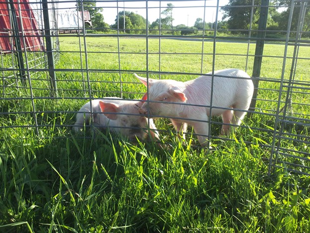 Baby pigs waiting for warm weather.